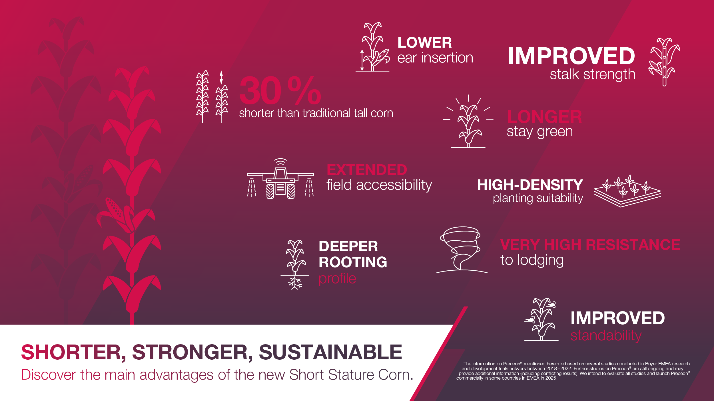 Main advantages of the new Short Stature Corn