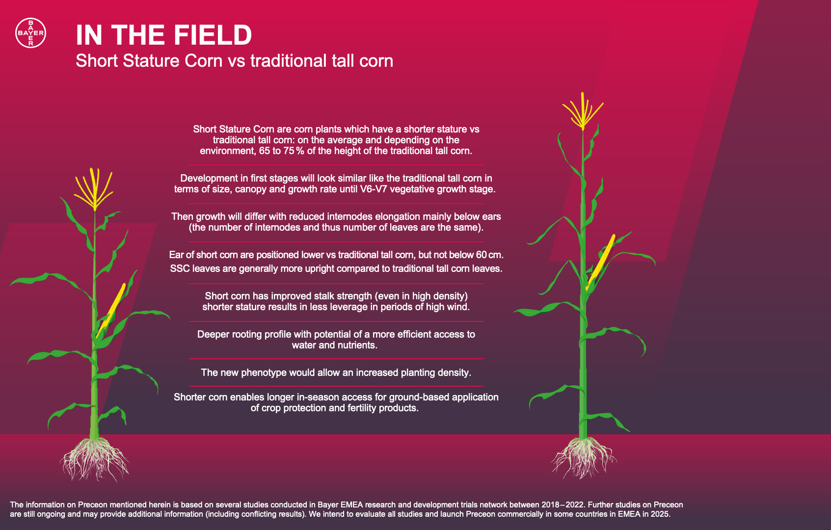 Physical differences between Short Stature Corn and traditional tall corn